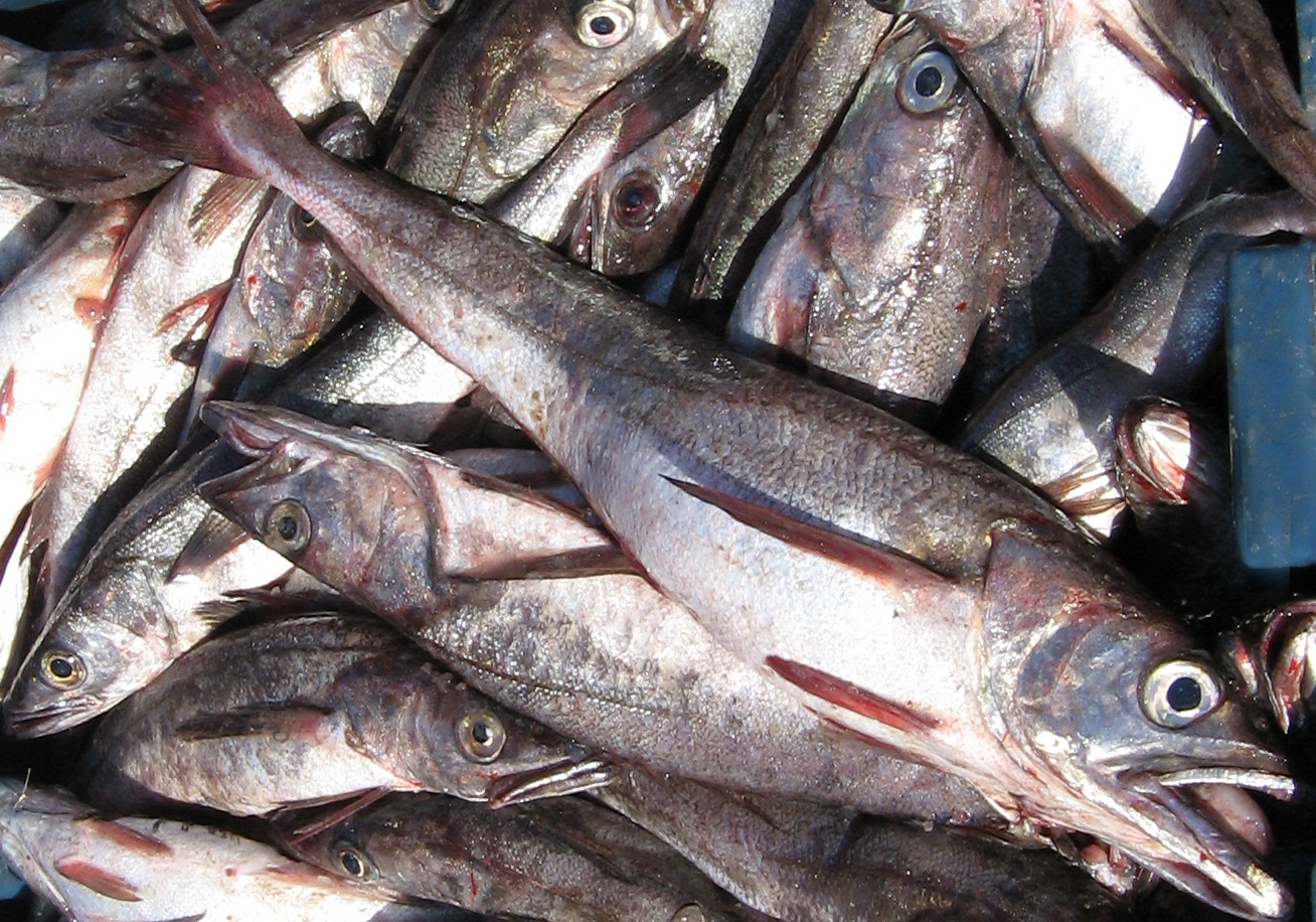 Chilean hake study will be held by Fisheries Development Institute