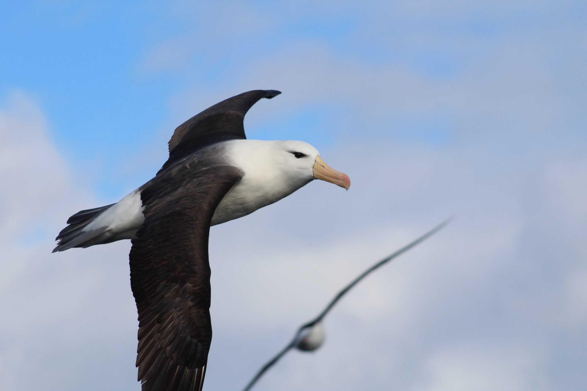 IFOP y ATF realizan pruebas de dispositivos para mitigar la captura incidental de aves marinas