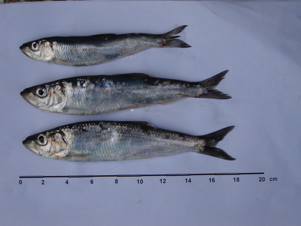 Proyecto FIPA: Subpesca avanza en implementación del enfoque ecosistémico en pesquería de sardina austral en Los Lagos
