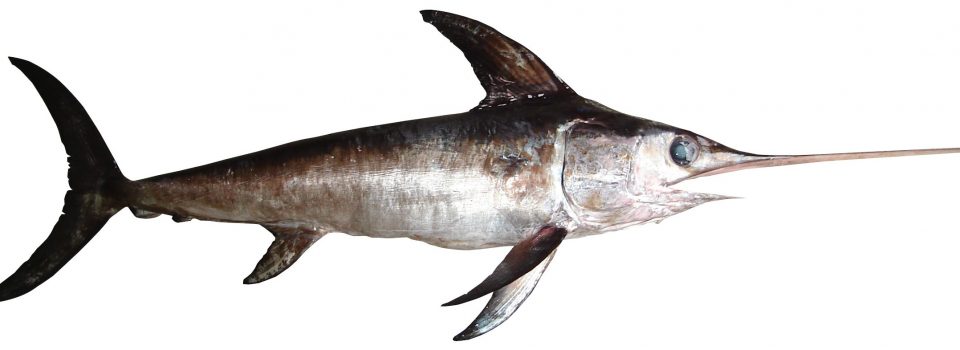 IFOP leads the first scientific expedition for satellite marking of swordfish in Chile