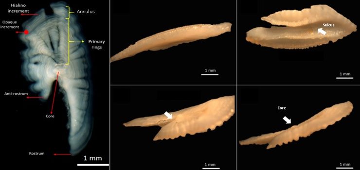 IFOP is  part of  Sclerochronology International Conference  in Croatia