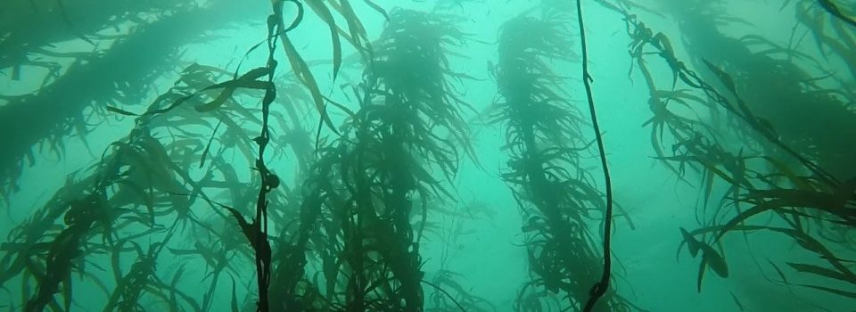 IFOP carries out a new manual on macroalgae crops