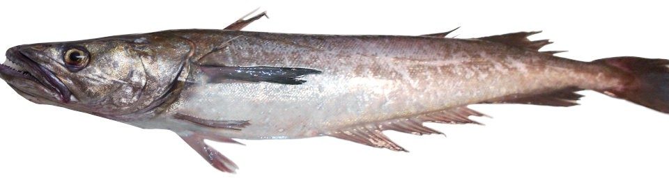 Universidad de los Lagos and IFOP researchers analyze southern hake life cycles diversity in Chilean Patagonia.
