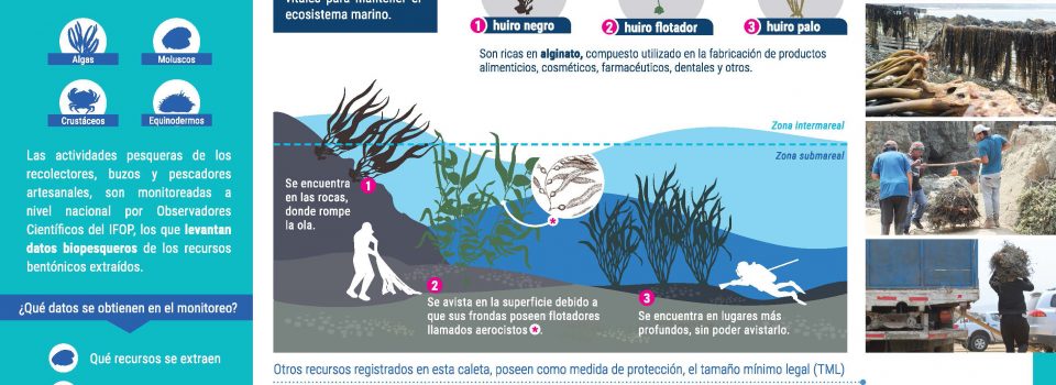 Caletas de Los Molles and Pichicuy Benthic Monitoring Program