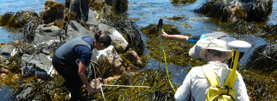 Nuevas tecnologías para la conservación y sustentabilidad de algas pardas en Atacama