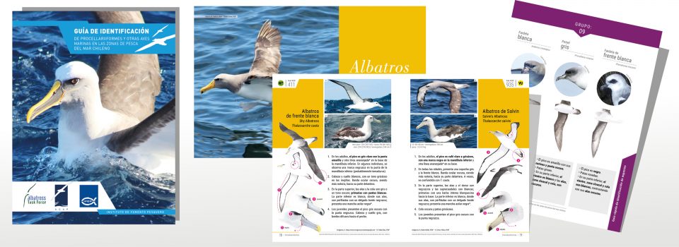 IFOP y ATF Chile desarrollan  Guía de identificación de aves marinas en las zonas de pesca del mar chileno