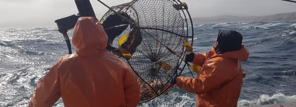 IFOP’s research focuses on  ecosystemic exploitation of spider crab in Magallanes.