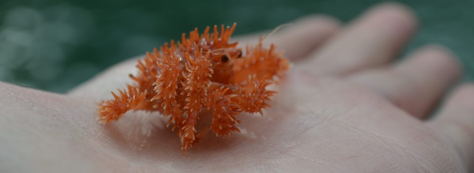 King crab and southern scallop Sustainable management in Magallanes