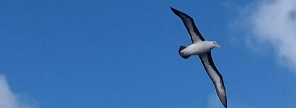 World albatross day is celebrated by Fishing Development Institut and ACAP