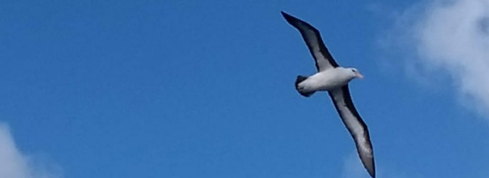 Instituto de Fomento Pesquero y ACAP celebran día mundial del albatros