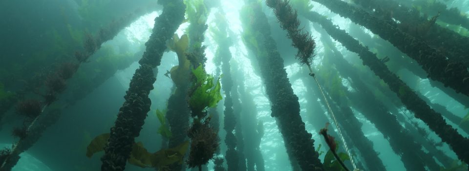IFOP inaugura nueva exposición “Inmersión” por el mes del mar