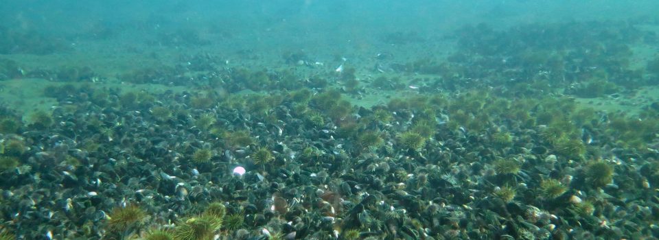 Small-scale aquaculture, IFOP researchers interest focus