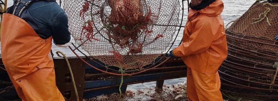 The first advisory project on spider crab between INIDEP and the IFOP of Chile concluded