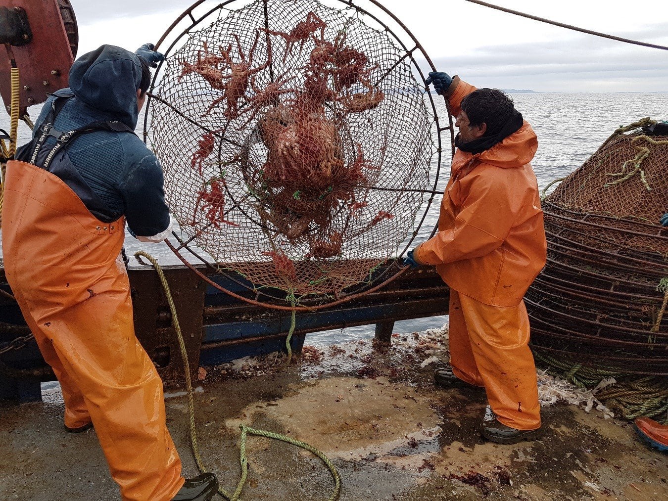 The first advisory project on spider crab between INIDEP and the IFOP of  Chile concluded