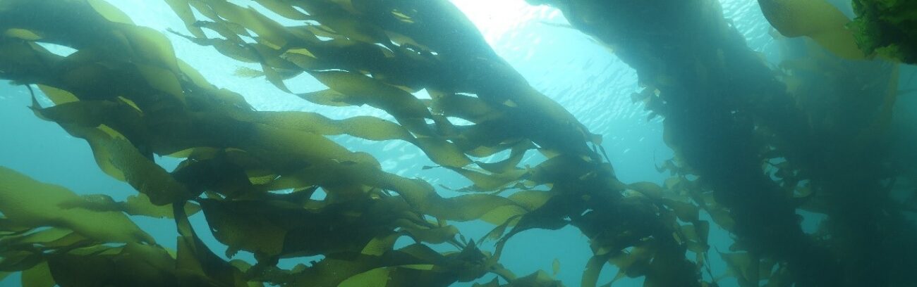 Fisheries Research publica el Número Especial dedicado al simposio internacional ISSESR7 realizado en Chile