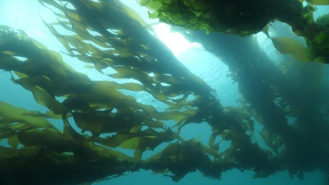 Fisheries Research publica el Número Especial dedicado al simposio internacional ISSESR7 realizado en Chile