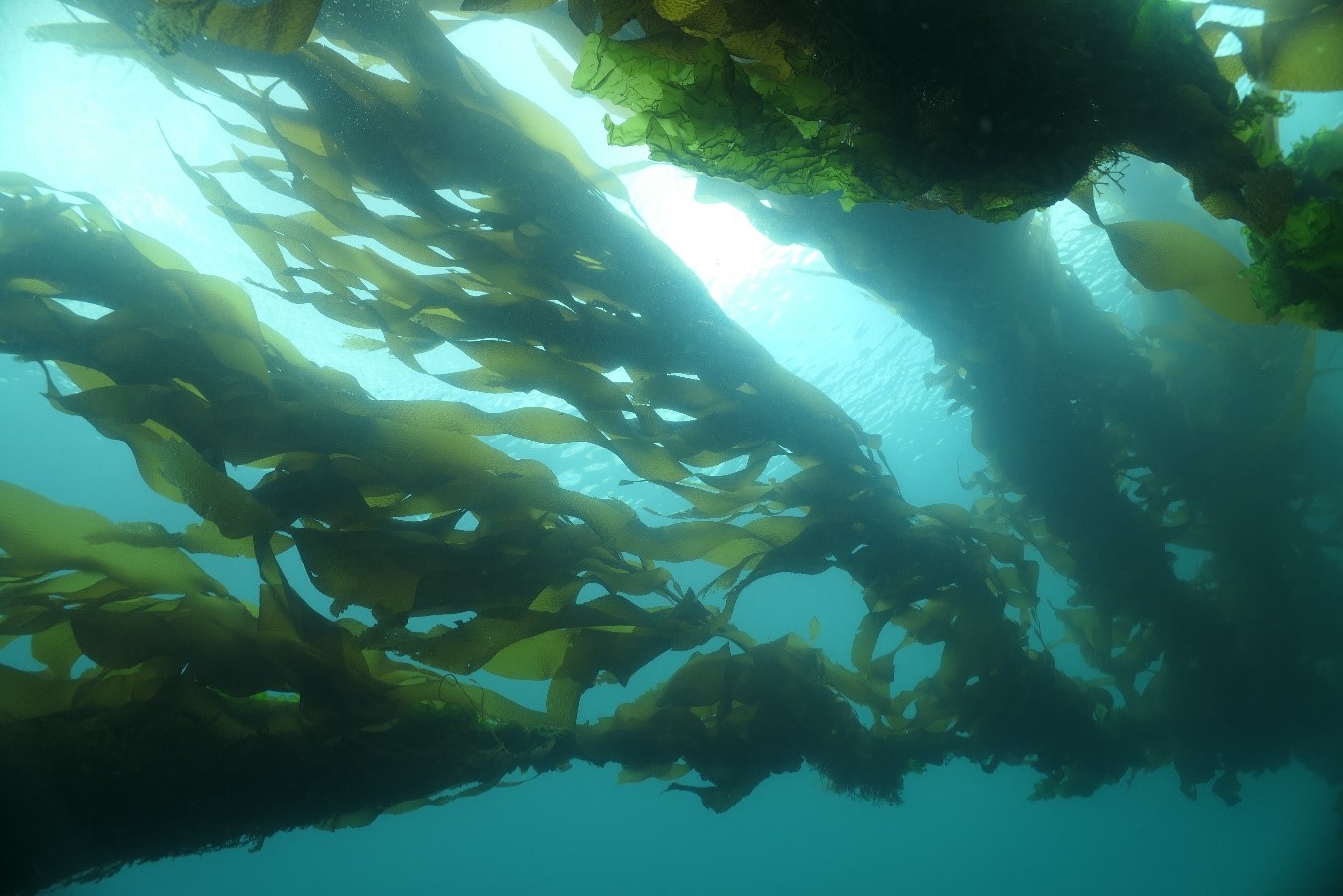 Fisheries Research publica el Número Especial dedicado al simposio internacional ISSESR7 realizado en Chile