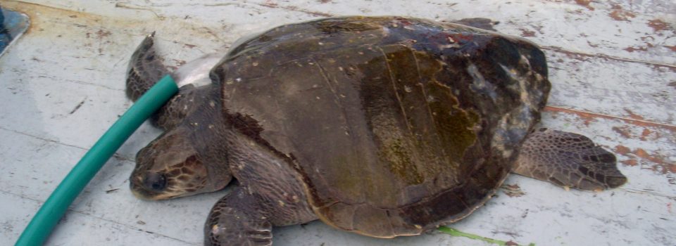 Sea Elephants and sea turtles are seen in chilean coasts