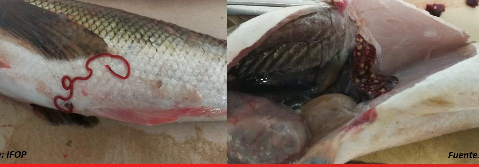 Vía streaming: Difundirán resultados de programa de Evaluación y seguimiento de la situación sanitaria de peces silvestres