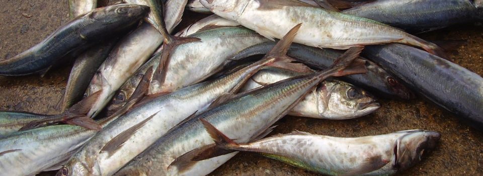 Increasing horse mackerel information