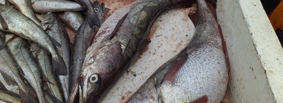 IFOP utilizará inteligencia artificial para optimizar la investigación pesquera a través de la identificación y clasificación de imágenes de peces