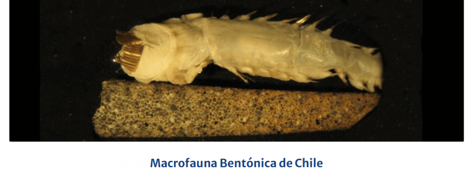 IFOP actualiza la página Macrofauna.cl