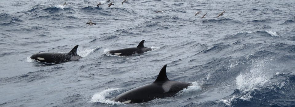 Research interaction between fishing activities and marine mammals agreement was signed by IFOP and San Francisco State University