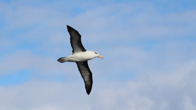(Es) Workshop en Conservación de Aves Marinas en Pesquerías