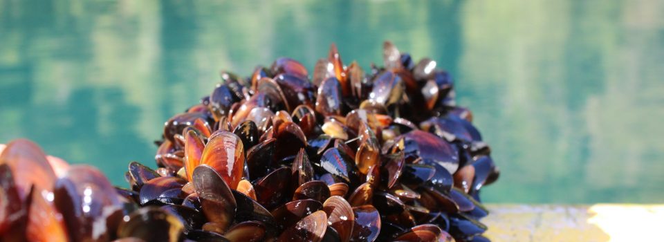 Intemit detects important advance of mussel spawning