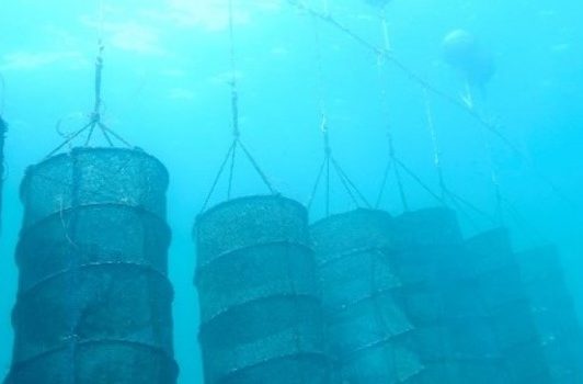 IFOP invites to  “Farming systems and technologies for Small-Scale Aquaculture development” seminar