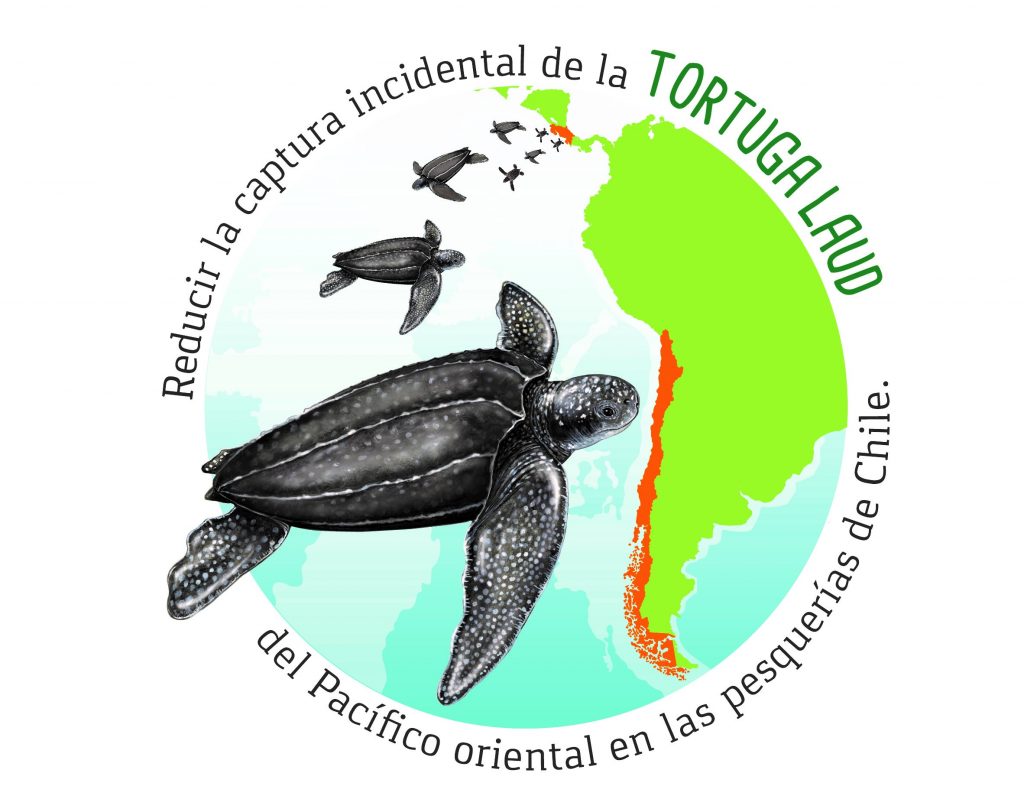 Chile And Costa Rica Join Efforts For Sea Turtles Conservation Ifop Generating Knowledge And Sustainability