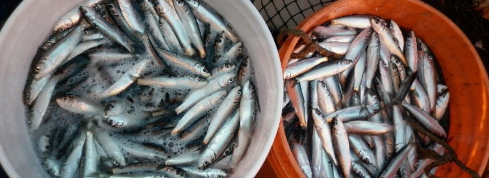 IFOP jointly with Biobío Regional Government developed a project that will hold a research on common sardine and anchoveta
