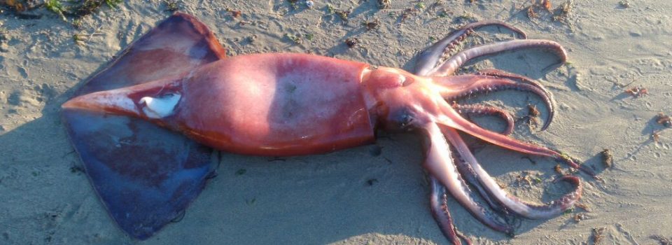 Unpublished cuttlefish marking project, led by IFOP and GEF Humboldt II project, in  Coquimbo Region