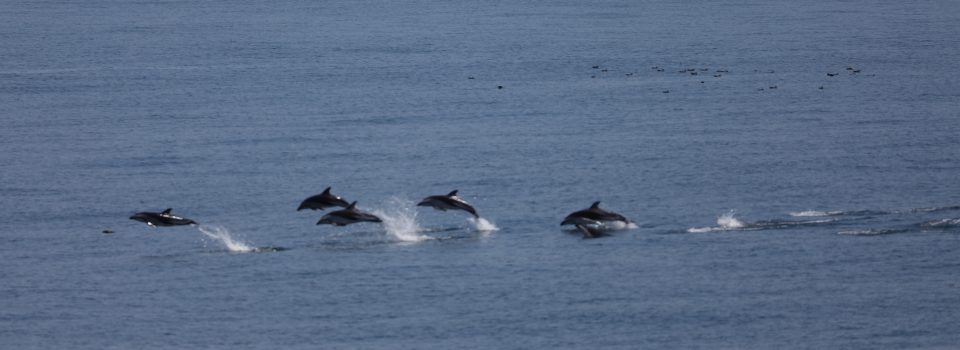 Researcher Ellen Hines, from San Francisco State University, USA, will make a presentation within the framework of Assessment of the Risk of Incidental Capture of Marine Mammals in Chile project