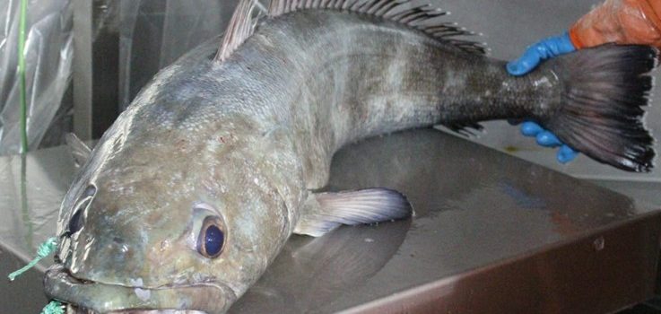 IFOP holds Patagonian toothfish workshop
