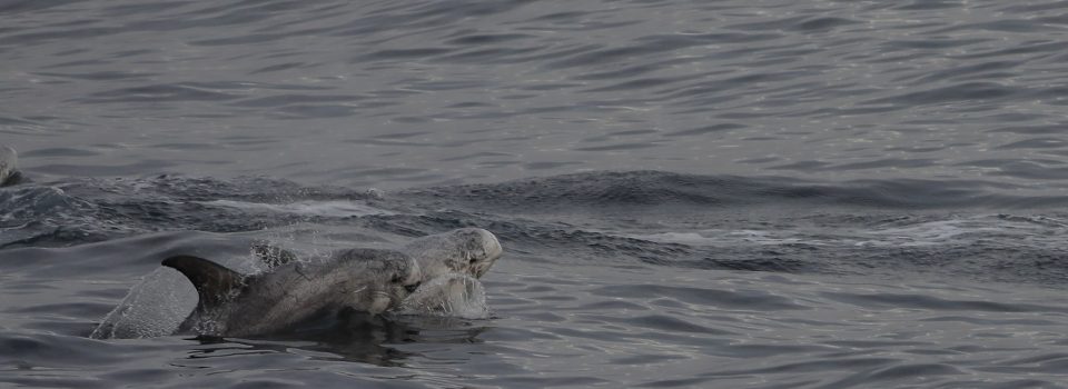 Chilean study on marine cetaceans causes worldwide impact