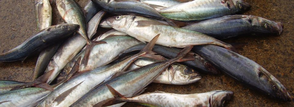 IFOP Important contribution to  jack mackerel stock assessment in the South Pacific Regional Fisheries Management Organization:
