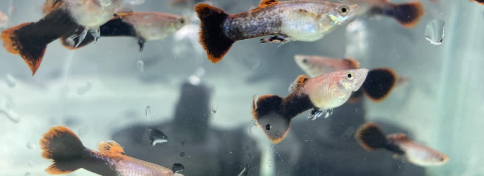 IFOP invites to  “Development of a proposal for an epidemiological surveillance program based on risk for ornamental fish in Chile, based on their characterization and current health condition” workshop .