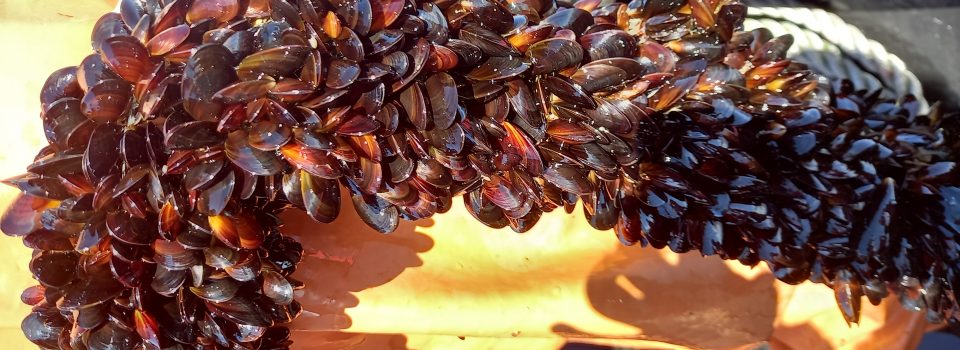 IFOP realizó taller de Difusión del monitoreo de larvas y captación de semillas de mitílidos