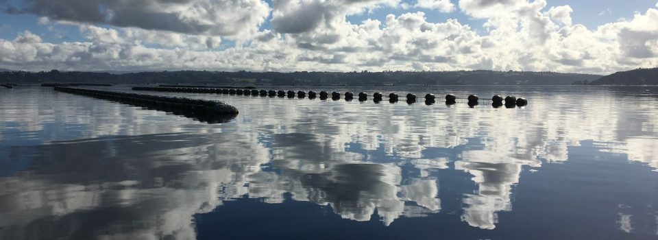 IFOP mussel larval monitoring program records a new period of competent mussel larvae in the Los Lagos region