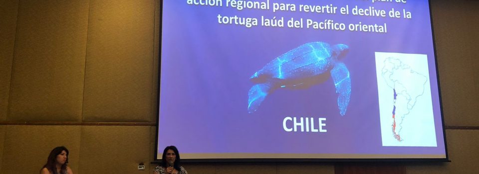 IFOP researchers attend the International Symposium on Sea Turtles, held in Cartagena Colombia
