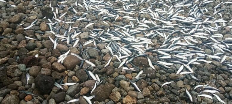 IFOP points out that harmful algal blooms are not linked to anchovy stranding in Los Lagos Region Cochamó sector, Reloncaví fjord