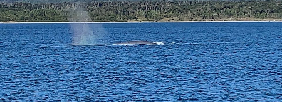 Avistamiento de Ballenas azules <i>Balaenoptera musculus</i>