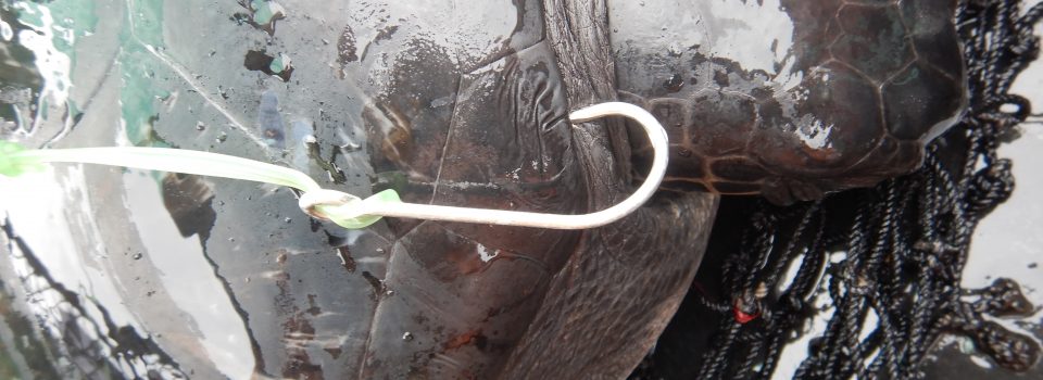 Resultados del Proyecto Bi-Nacional “Reducir la captura incidental de las tortugas baulas en las pesquerías de palangre del norte de Chile” son expuestos en Taller de Difusión