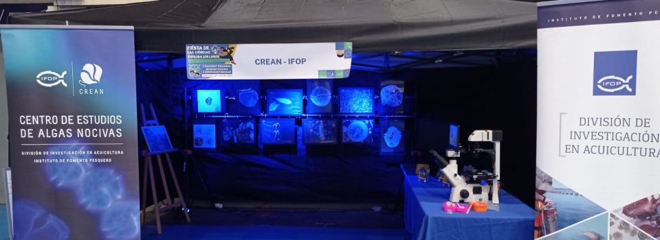 Extraordinario Stand de IFOP en Fiesta de la Ciencia, en Puerto Montt