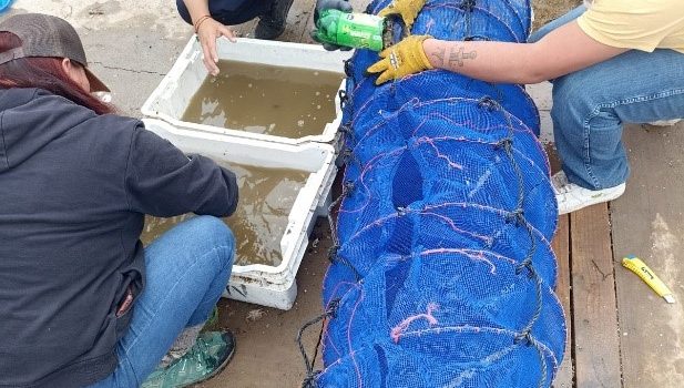 El Departamento de Repoblación y Cultivo de IFOP, realiza desdoble de ostras en acuicultura de pequeña escala, de área de manejo Chungungo B