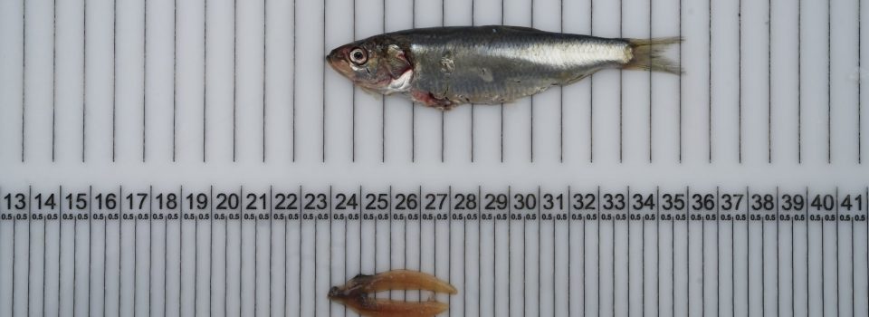 Workshop on results of the study of the biochemical composition of common sardine gonads