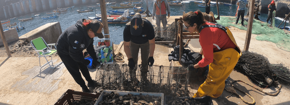Organización de pescadores artesanales “Los Castillo”, realizó su primera venta de ostra japonesa de acuicultura de pequeña escala.