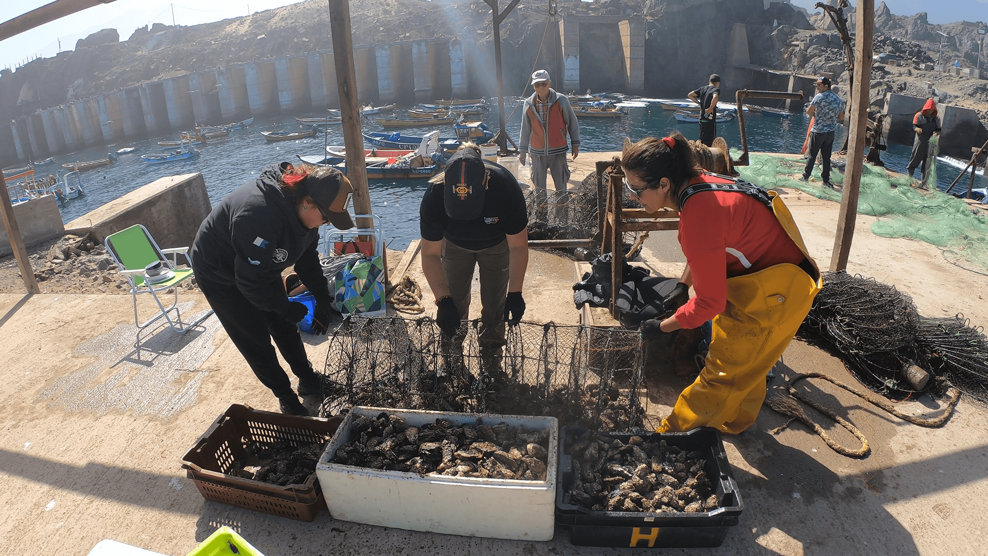 “Los Castillo” Artisanal Fishermen Organization made its first sale of Japanese oysters from small-scale aquaculture
