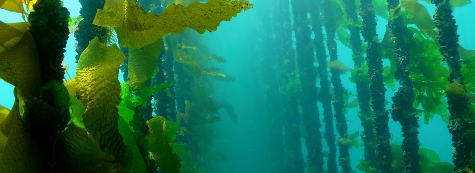 IFOP organizes the 7th International Symposium of Stock Enhancement and Sea Ranching “Aquaculture-based enhancement science to unify the conservation and the restoration of fisheries”
